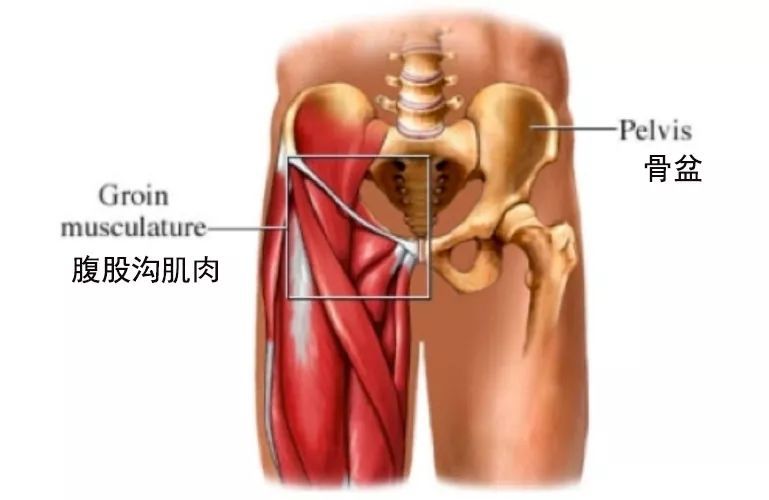 (腹股溝位於大腿與腹腔連接處,彙集有重要的動脈,靜脈,經絡及淋巴,是