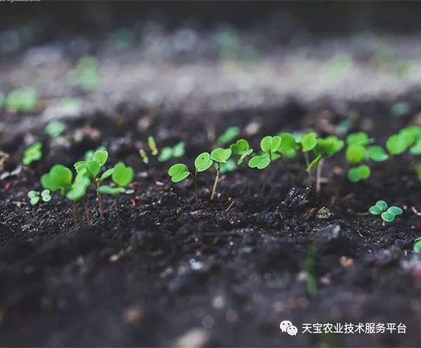 蔬菜产量高不高 土壤很关键 你知道好土壤是啥样的吗