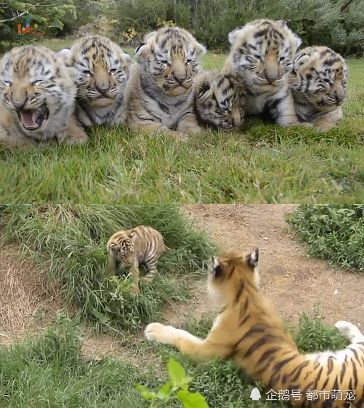 虎爸爸带孩子,小老虎对着虎爸一顿咬,虎爸的举动让游客感动不已