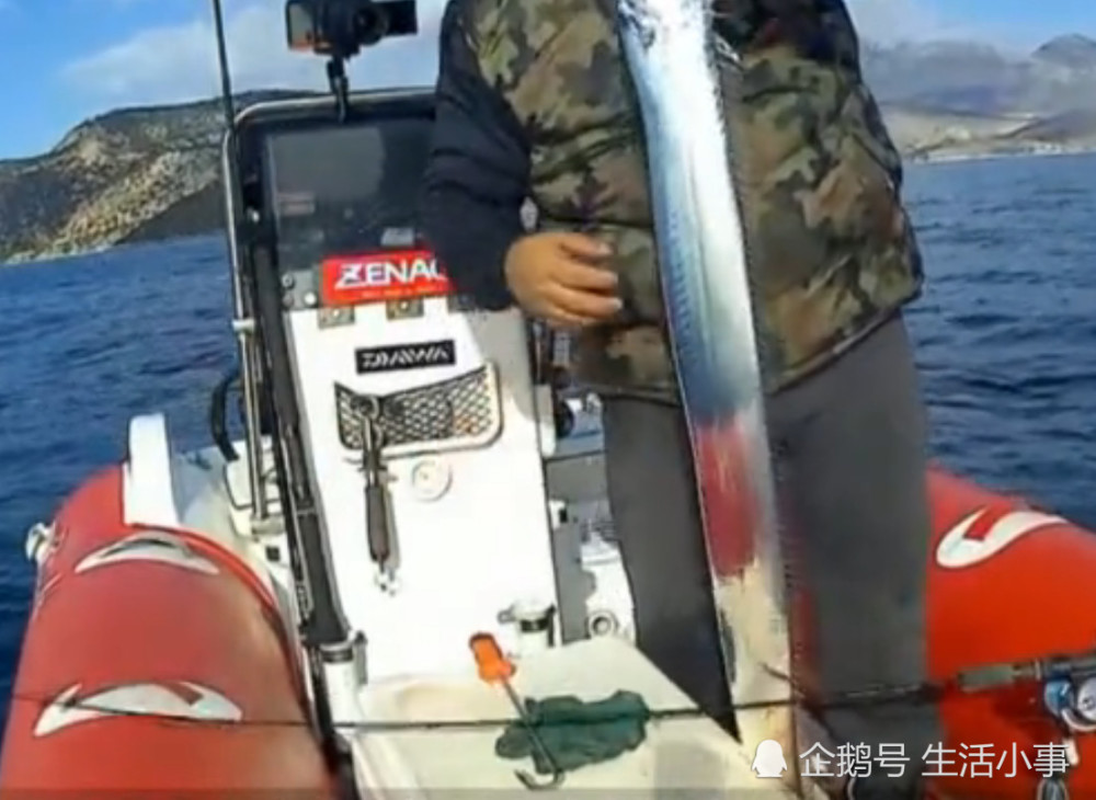 海鲜市场上的带鱼,是野生的还是人工养殖的呢