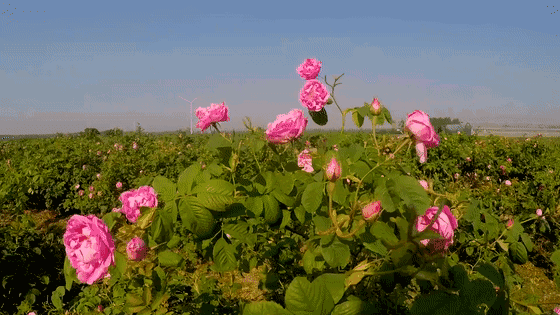 千亩玫瑰花海就在邳州,浪漫至极!|拍照|玫瑰园|邳州|岔河镇