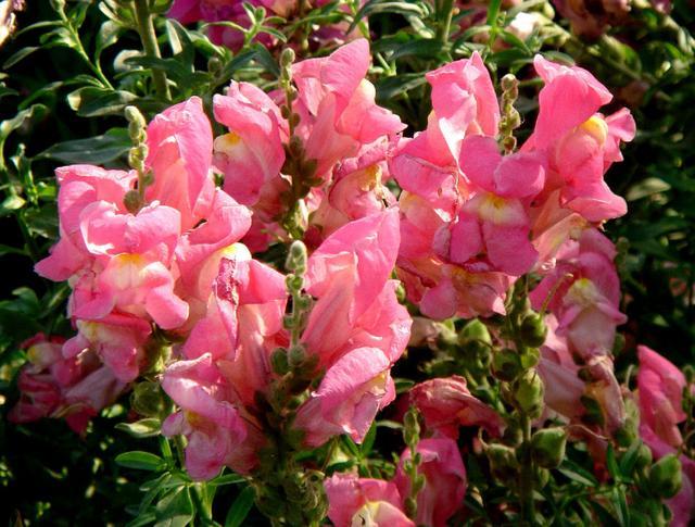 成串生长的金鱼草 耐寒耐阴真皮实 花型像金鱼真有趣 腾讯新闻