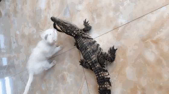 猫:鳄鱼也是鱼,是鱼就归我管,小白猫从鳄鱼嘴里夺泥鳅吃