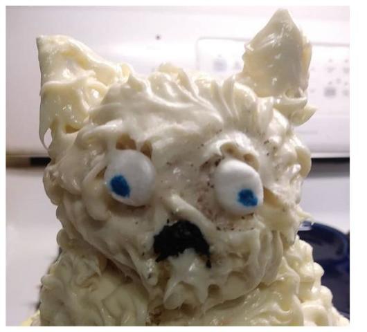 最后一页   这是一只长毛吉娃娃,不要问我怎么看出来的,我也是瞎猜的