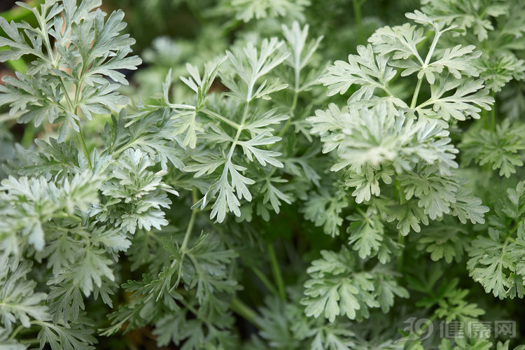 艾草是人间仙草能抗癌吗别再被骗了它只有3个养生作用