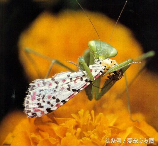 大螳螂捕獵花蝴蝶精彩瞬間兩把大刀很有力