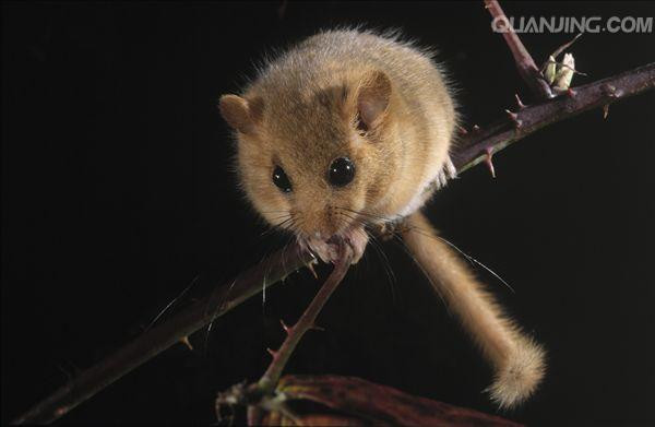 公主兔:一种比较常见的宠物兔