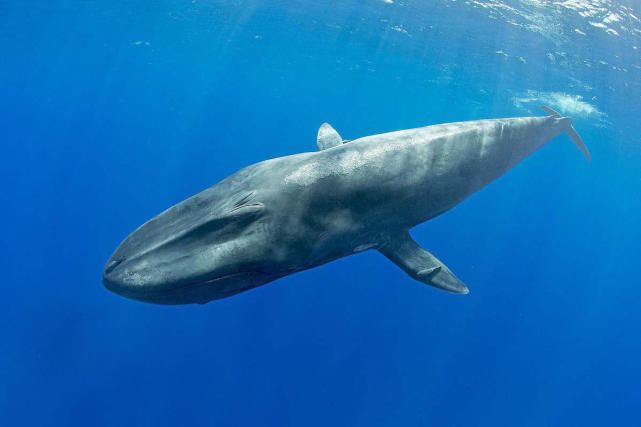 65亿年前,鲸类的祖先——红鲸登上陆地,成为了陆地上的哺乳动物.