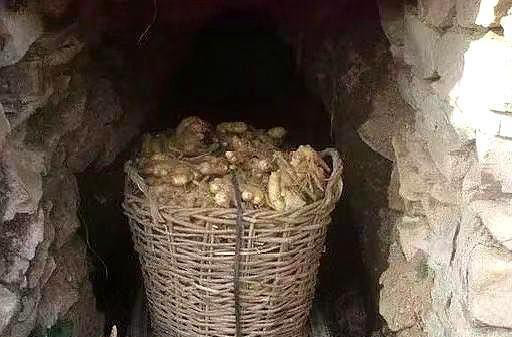 大姜入窖在姜窖如何管理才能使大姜不生虫不烂姜