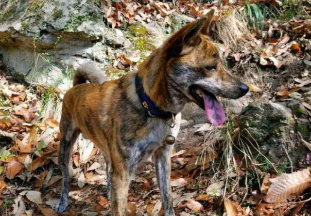 中国四大名种猎犬我养的是虎斑犬 不只为何渐渐消失了 热备资讯