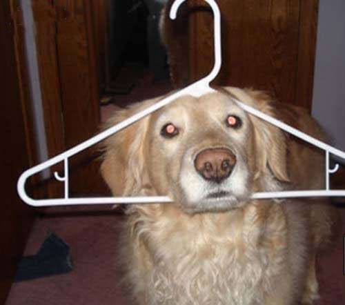 看到图片中这只大金毛顶着一个晾衣架呆呆地看着镜头,是不是刚才洗完