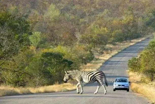 外国最有意思的交规,违章3次要鞭刑,还有直接