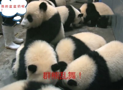 熊猫宝宝集体越狱,越狱的原因把人笑喷!熊猫:为