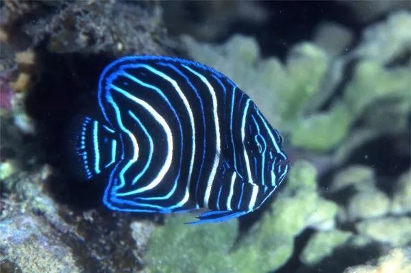 蓝纹神仙的外国名字是"koran  angelfish",意思是古兰经天使鱼.