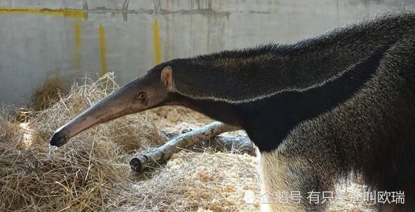 站起来比人还高 巨大食蚁兽从星国飞台湾60cm长舌秒扫蚁窝