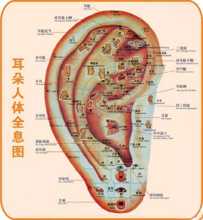 7,足部全息圖8,腹部全息圖9,脊椎全息圖10,鼻部全息圖11,面部全息圖