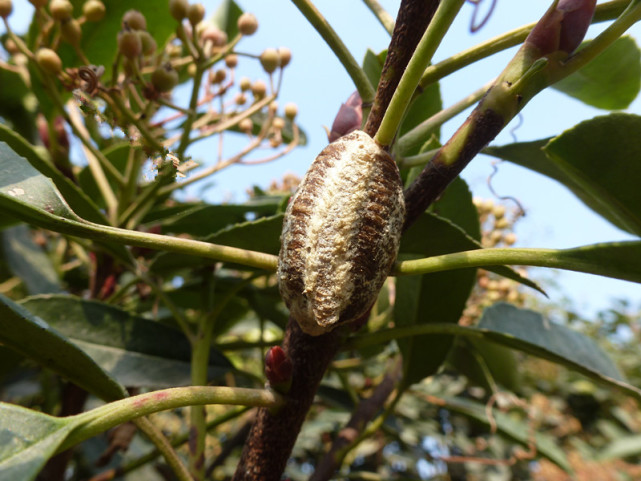 农村人叫它"狗尿泡",砸碎后会流出黄色液体,10年前烤熟了吃|昆虫|农村