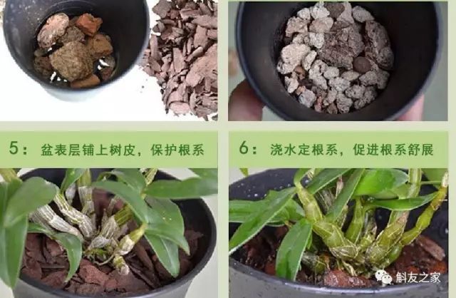 石斛兰的植料原来这样更健康