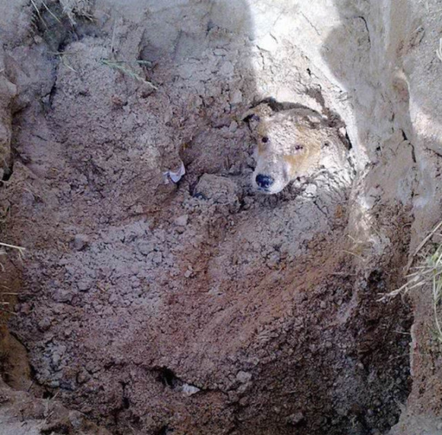 打开腾讯                     流浪狗,动物中的弱势群体,它们居无定