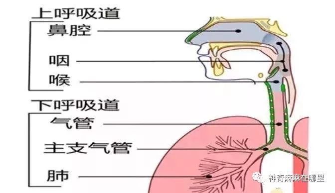 宝宝反复呼吸道感染,是免疫力差吗?我们该