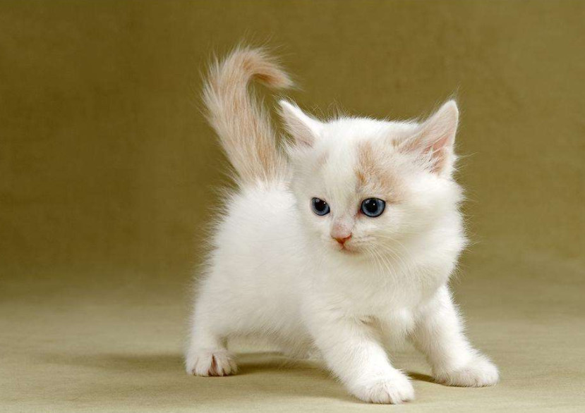 给猫主子买一堆玩具都不爱玩?猫主子拒绝不了