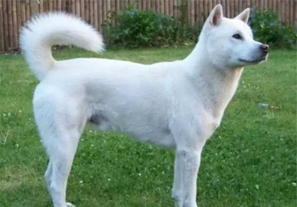 有着 厚真犬 之称的北海道犬 你喜欢吗