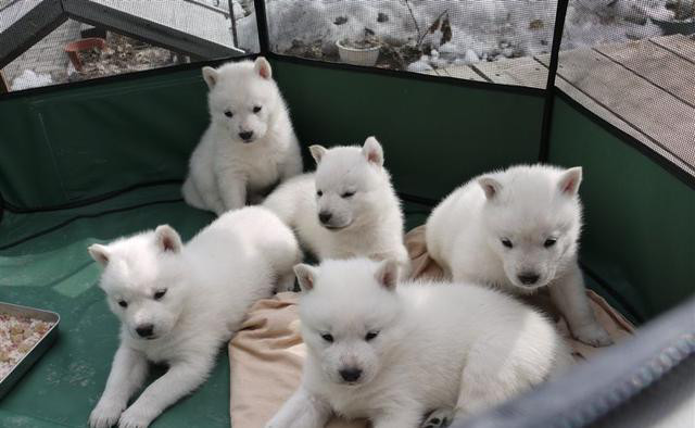 有着 厚真犬 之称的北海道犬 你喜欢吗