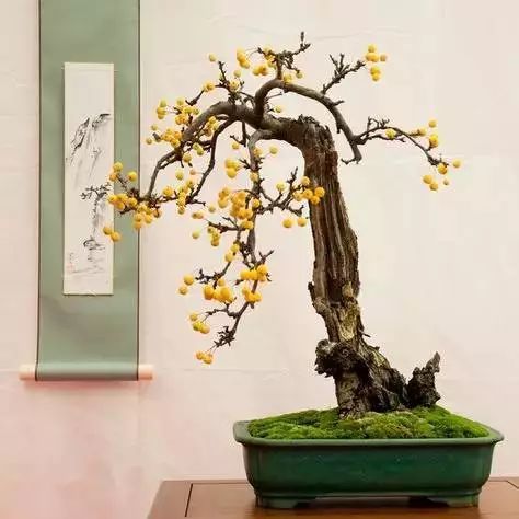 100种禅意盆栽 100种绝美风情 清风 明镜 桃花 白云