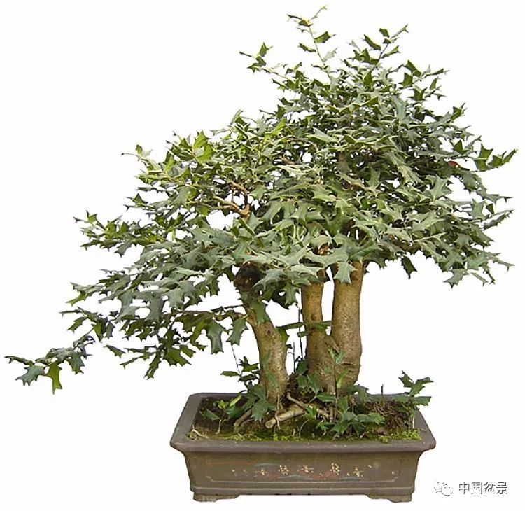 赏玩盆枸骨盆景,从年头看到年尾!_腾讯新闻