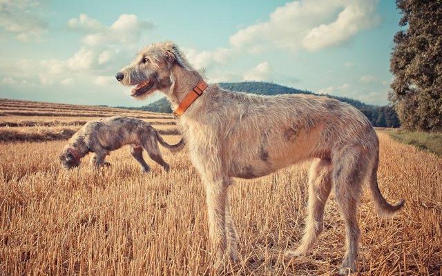 它们是爱尔兰国犬 让当地狼群濒临灭绝 美名其曰 猎狼犬