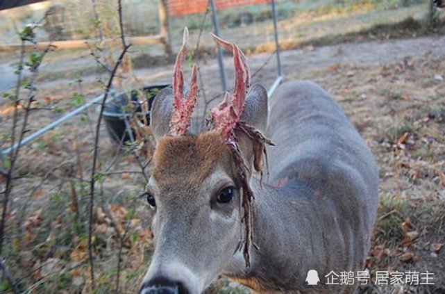 这头鹿被雷劈了一下后 鹿角就变得与众不同 网友调侃渡劫修仙 腾讯网