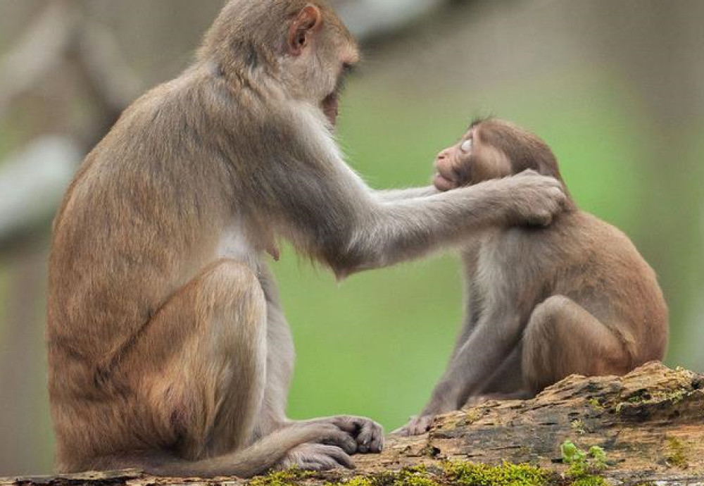 两只猴宝宝在树上打架,猴妈妈气轰轰跑过来,下