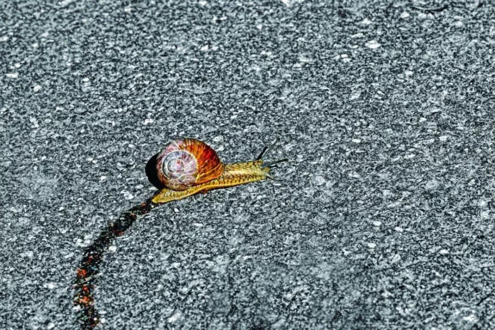 为什么蜗牛爬行后会留下银色的痕迹?_腾讯新闻