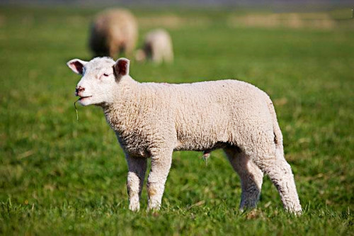 新西兰一只绵羊为防止剃毛出逃,再次相遇时,模样逗翻众人|绵羊|羊毛