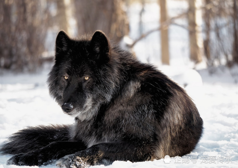 被称为东北黑驴的狼犬,能力指数已超德牧,被欧美关注,即将入欧
