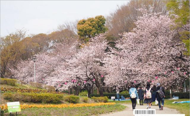 名古屋城樱花 这里的景色好美 旅行必去的赏樱名所