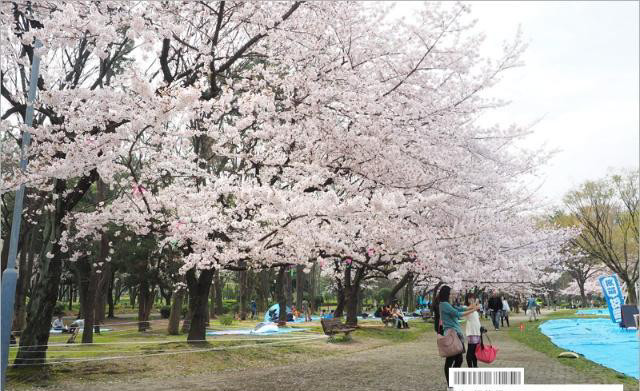 名古屋城樱花 这里的景色好美 旅行必去的赏樱名所