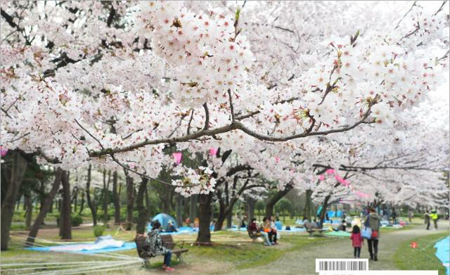 名古屋城樱花 这里的景色好美 旅行必去的赏樱名所