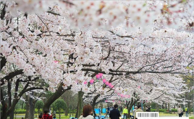 名古屋城樱花 这里的景色好美 旅行必去的赏樱名所