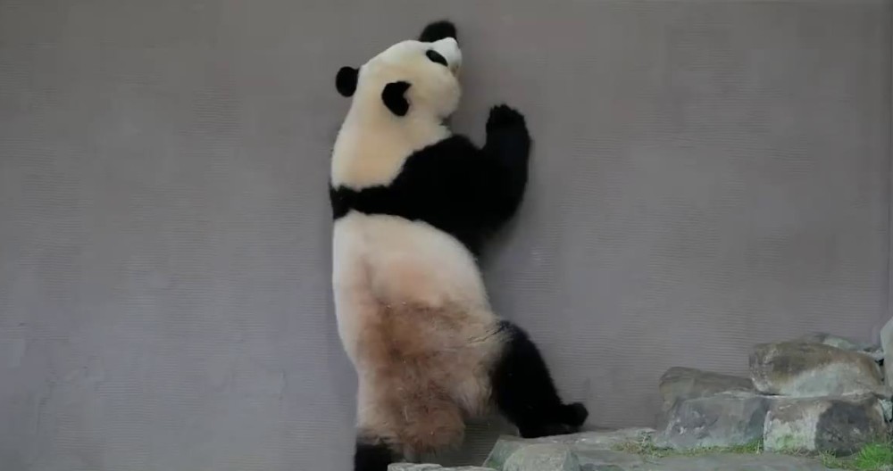 大熊猫突然起身直立行走,太厉害了,网友:还说不是人假扮的?