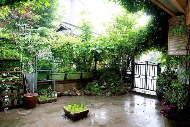 中国最美植物小院只有20平米
