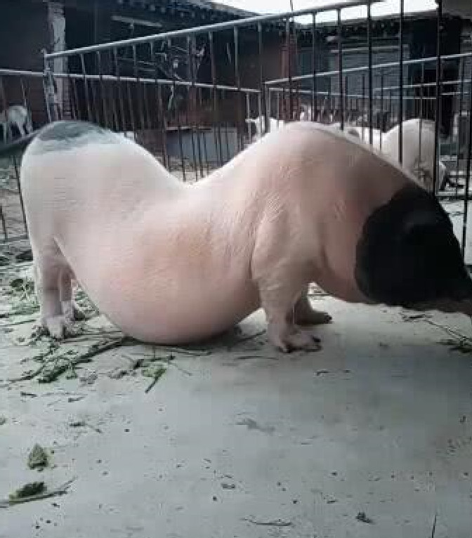 一只母香猪怀孕后,肚子大到坠弯整个腰身,猪宝的数目令人赞叹