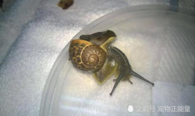 男子不慎踩碎一只蜗牛,立马花高价对它全面治疗,网友评论炸了