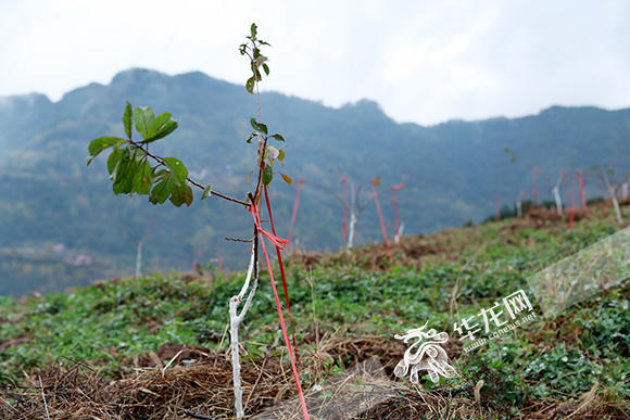 石柱縣橋頭鎮脆紅李基地,今年剛種下的脆紅李樹苗.記者 謝鵬 攝