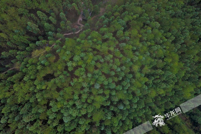 重庆市1—11月完成营造林523.7万亩