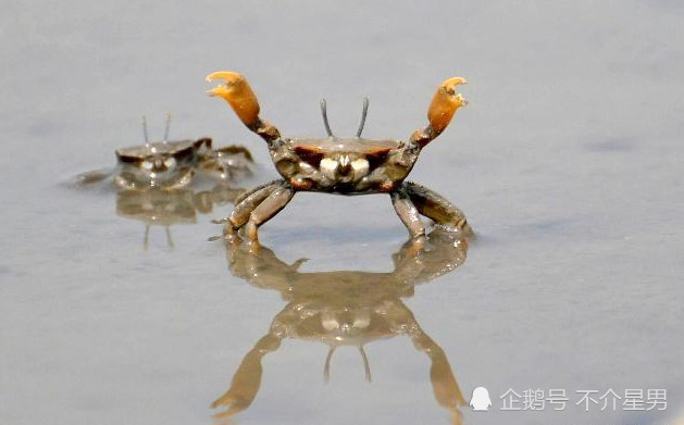 生物学家给螃蟹起名字,"短小英雄蟹"我忍了,这货名称更奇葩