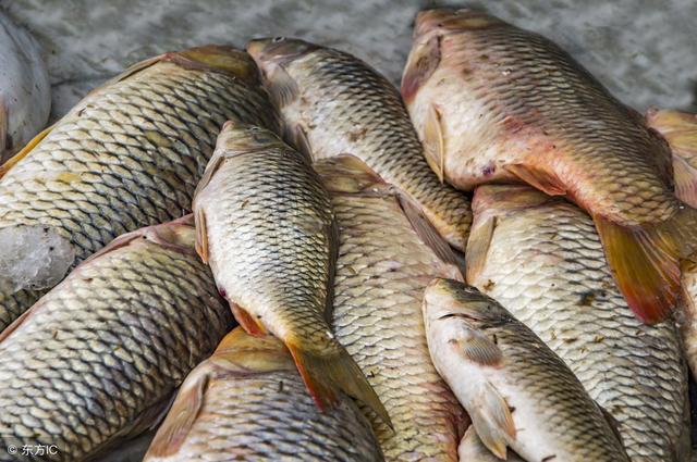 怎麼才能買到新鮮活魚這三種魚便宜都不要買小心上當受騙