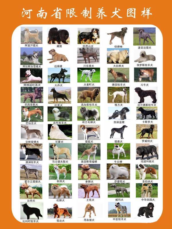 30大禁养猛犬排行榜_世界头号杀人犬!曾濒临灭绝,现如今被禁养