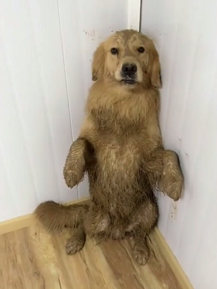 主人教训金毛,马犬来帮忙,回头一看,女子大吼:你凑什么热闹