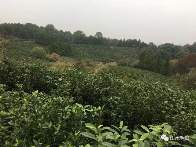 厉害了，湘乡毛田这个产业获得国家级荣誉，湘潭唯一！(图10)